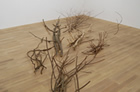 branch / forest 大村 大悟 展